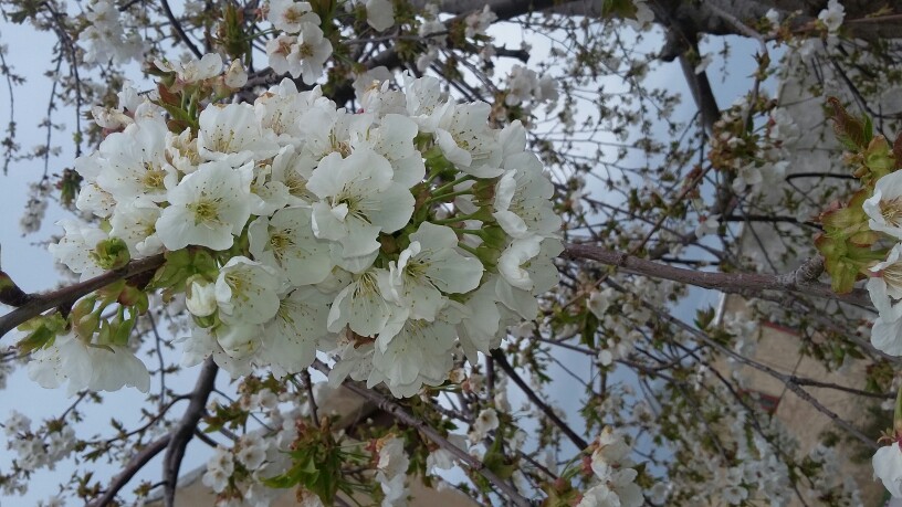شکوفه گیلاس حیاطمون.