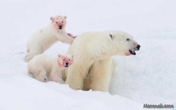 خانواده خرس ، تصاویر ، تصویر روز