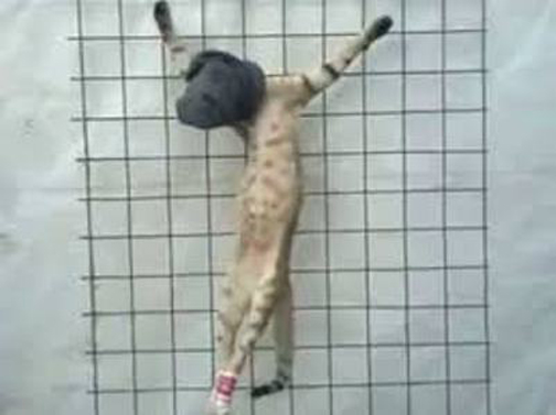 داعش، گربه را اعدام کرد!+عکس