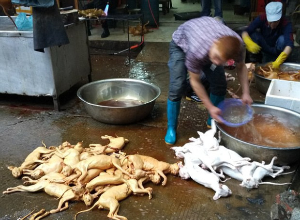 جشنواره سالانه «گوشت سگ» در چین + تصاویر تکان‌دهنده