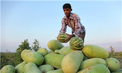 صادرات ۱۴۷ میلیون دلار هندوانه و خربزه در ۱۰ ماه با وجود کم آبی