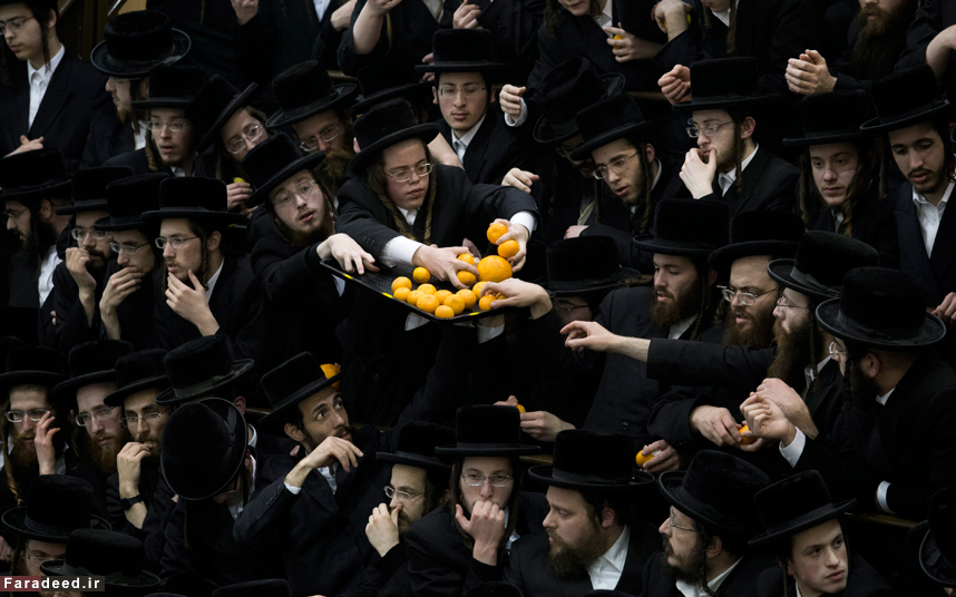 عکس/ چنگ زدن یهودیان ارتدوکس به ظرف پرتقال