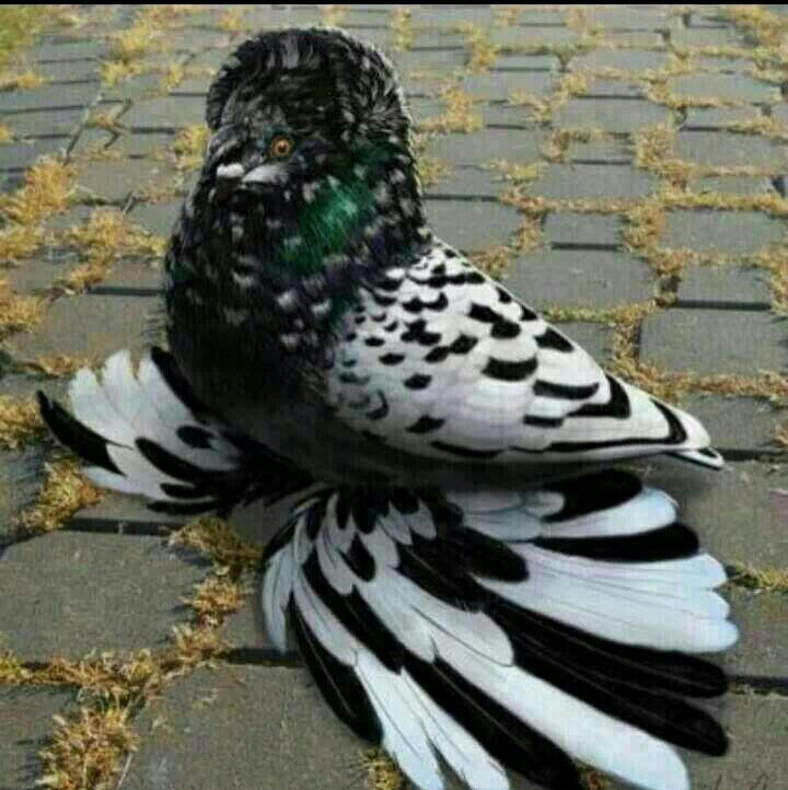 زیباترین کبوتر
