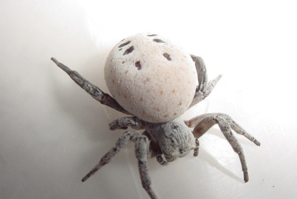 موجودات عجیب: عنکبوت فداکاری که خود را به عنوان غذا در اختیار نوزادانش می گذارد