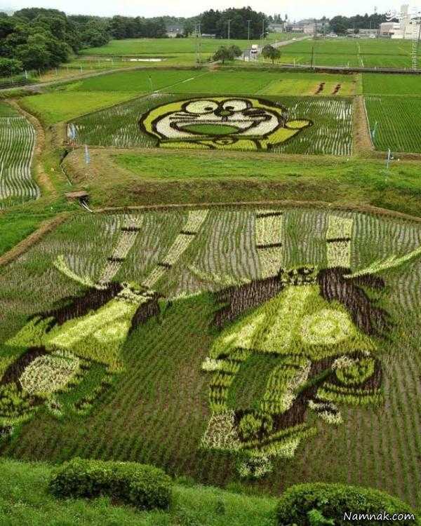 خلاقیت ، مزرعه برنج ، ژاپن