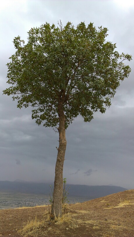 درخت بلوط 
