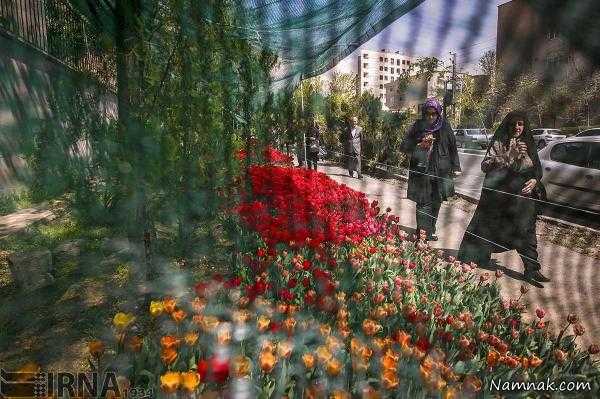 کاشت 30 هزار شاخه گل لاله به یاد مادر در تهران ، گل های لاله کاشته شده در تهران