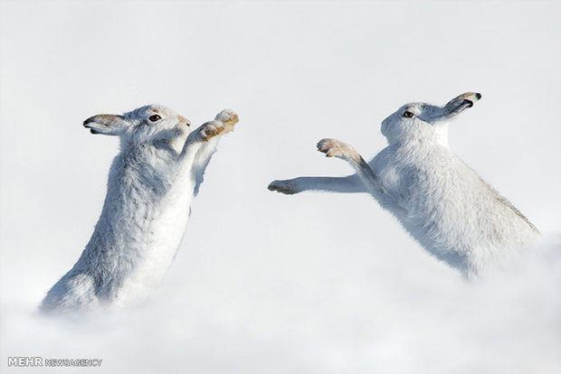 عکس/ خرگوش های سفید ساکن مناطق برفی اسکاتلند 