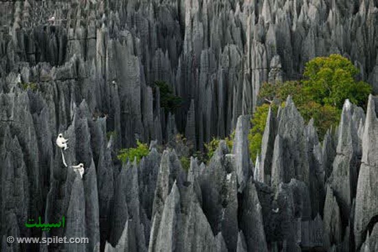 اکوتوریسم/ جنگل صخره ای مکانی‌ شگفت‌انگیز و جالب در ماداگاسکار