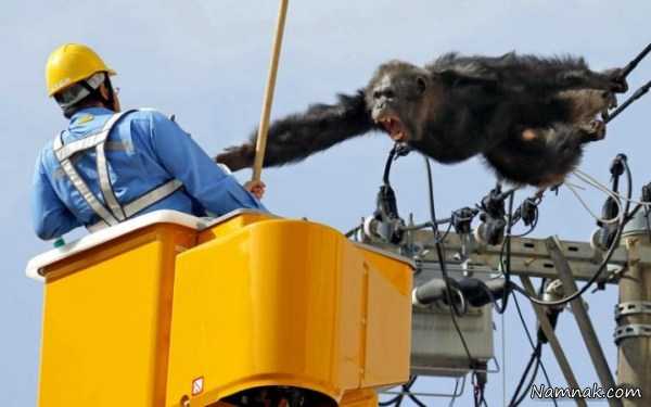 حمله شامپانزه به انسان ، عکس روزانه ، عکسهای روزانه