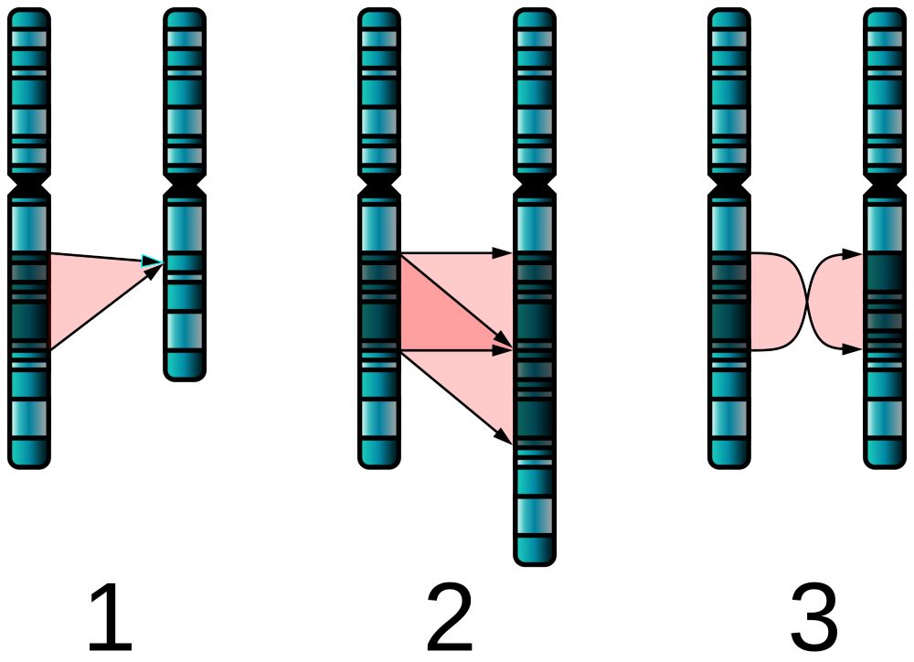 Single_Chromosome_Mutations