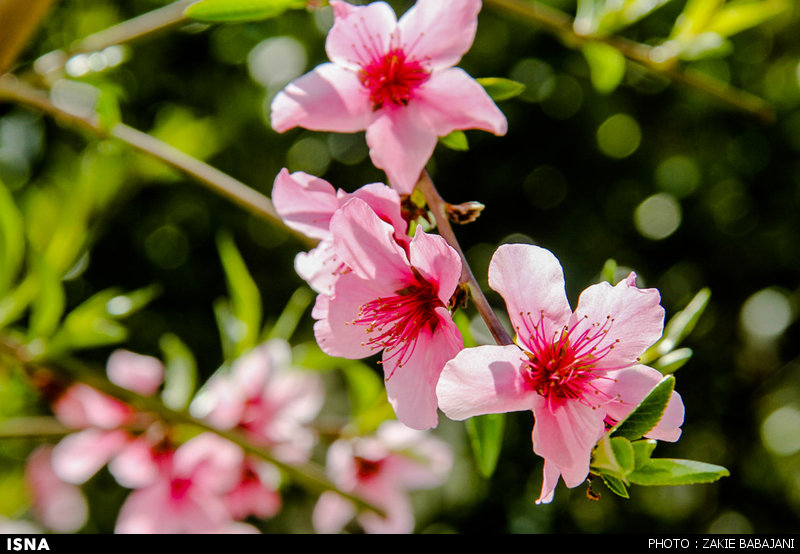 عکس/ شکوفه های بهار در ساری