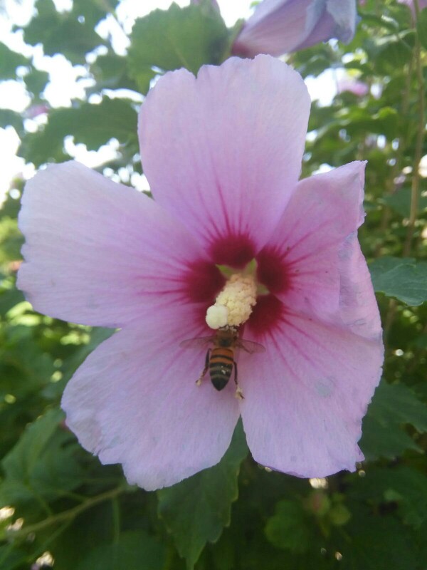 گل و زنبور عسل 
