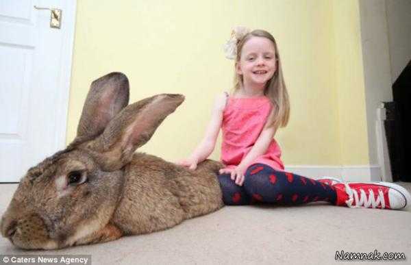 بزرگترین خرگوش دنیا ، حیات وحش ، خرگوش