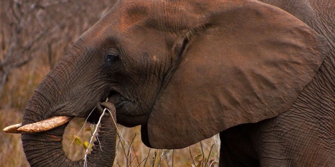 4گوشه دنیا/ گرفتن سلفی با فیل چند تنی مرد اندونزیایی را به کام مرگ فرستاد 