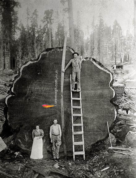 قطع کردن درخت غول پیکر در کالیفرنیا در سال 1892