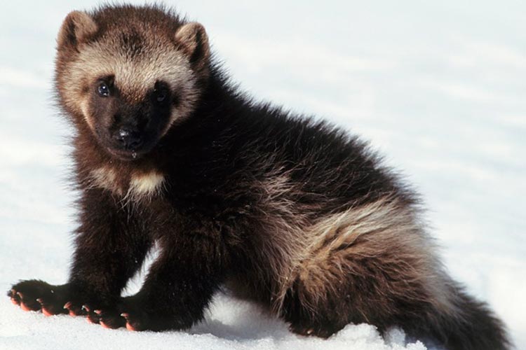 این پستاندار کوچک بیست کیلویی می‌تواند خرس‌ها و گرگ‌های بالغ را از پا دربیاورد