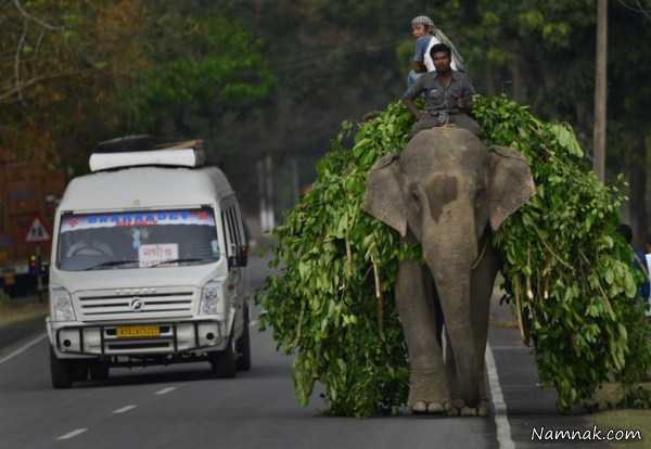 حمل بار با فیل ، تصویر روز ، عکس روز