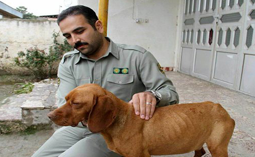 عامل شکنجه یک سگ در گلستان دستگیر شد/ واکنش ابتکار به فیلم شکنجه+ تصاویر