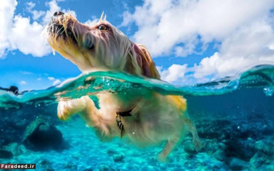 شنای لذت بخش سگی در سواحل هاوایی
