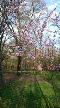 شکوفه های بهاری - پارک جنگلی قرق - استان گلستان - امیر حسین جهان تیغ