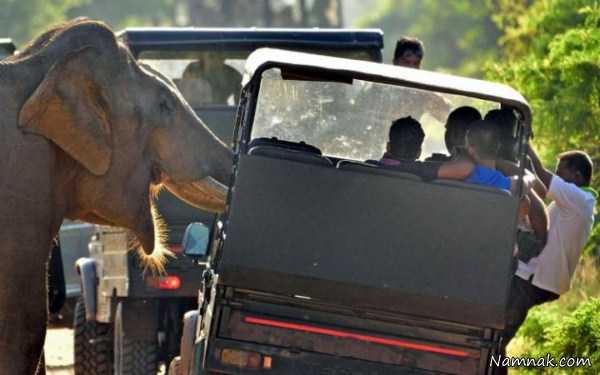 حمله فیل به توریست ها ، عکس روزانه ، عکسهای روزانه