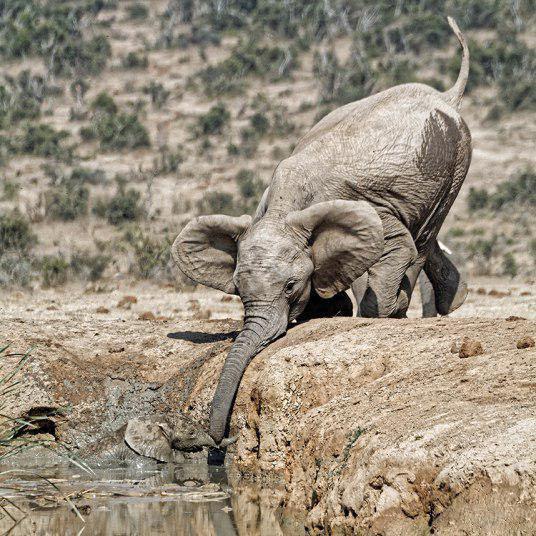 عکس/ تلاش فیل مادر برای کشیدن فرزندش از یک گودال