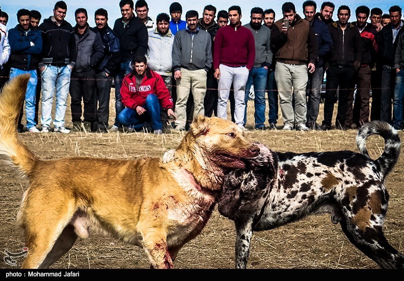 عکس/  نبرد خونین سگ ها 
