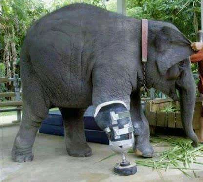 فیلی با یک پای مصنوعی 