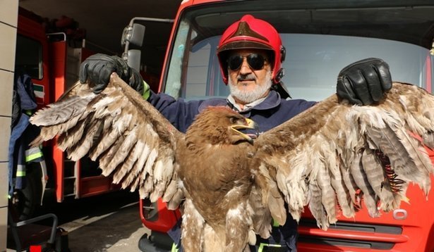 عقاب دردسر ساز در چنگ آتش‌نشانان