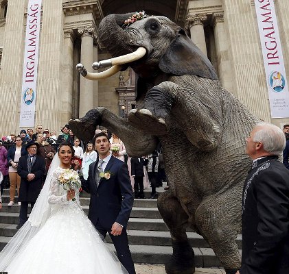 استفاده از فیل در یک عروسی