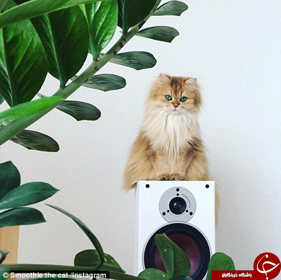 گربه چکمه پوش در دنیای واقعی + تصاویر