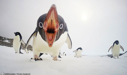 وقتی پنگوئن حمله می کند - قطب جنوب