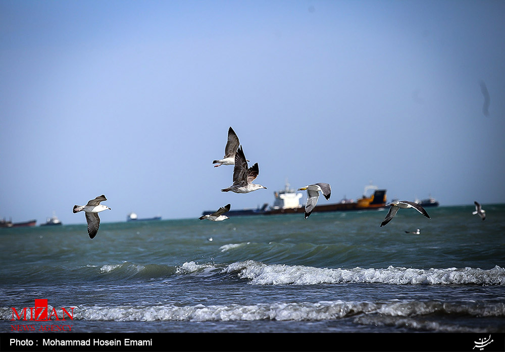 عکس/ زیبایی های خلیج فارس