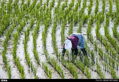 تصویری زیبا از وجین مزرعه برنج،تقدیم به شما عزیزان دلم
