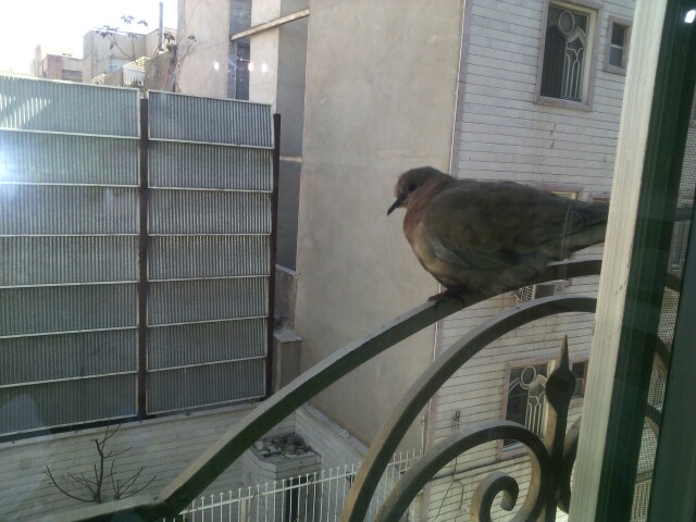 کبوتر پشت پنجره