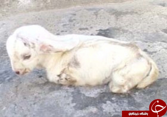 عکس/ تولد گوسفند بدون دست و پا در جاسک