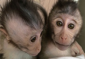 میمون‌ها راز اوتیسم را برملا می کنند