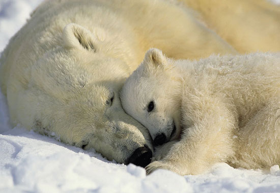  عکس/ تصاویر بامزه به مناسبت روز جهانی «خرس قطبی»