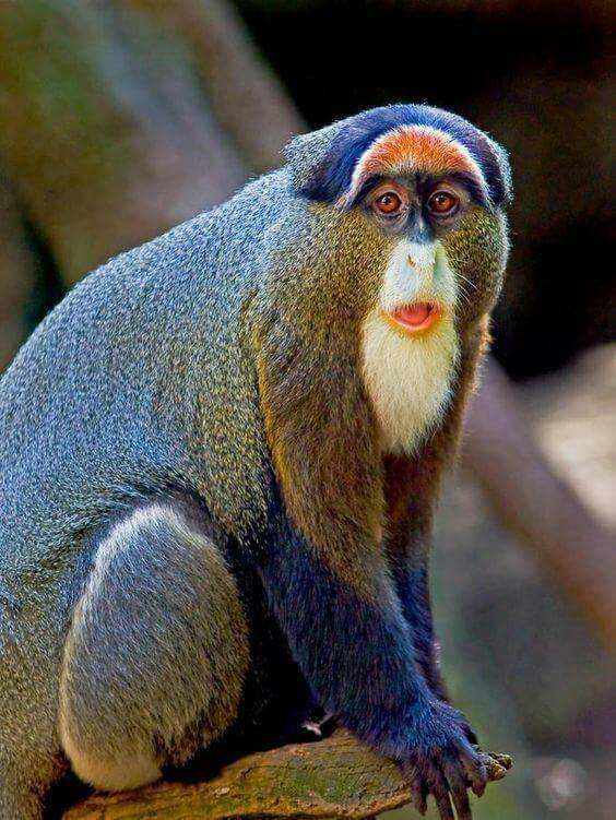 میمون  زیبا.