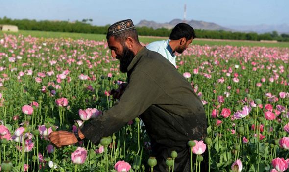 تصاویر : کشت تریاک در افغانستان