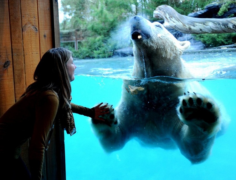 4گوشه دنیا/ شب خود را در این هتل در کنار خرس قطبی بگذرانید!