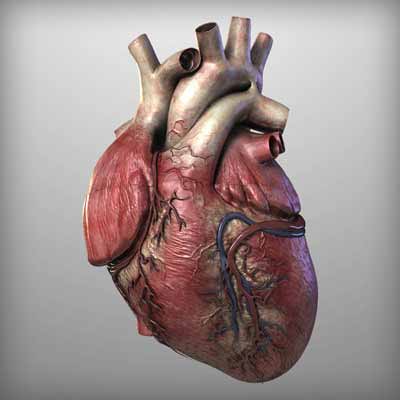 مقاله کامل و جالب درباره قلب