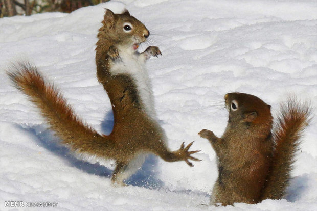 عکس/ برف بازی سنجاب ها 