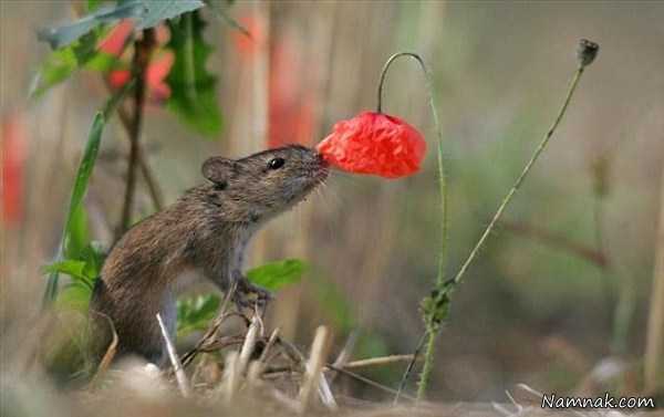 عکس زیبای حیوانات ، بوکردن گل ، عکس حیوانات در طبیعت