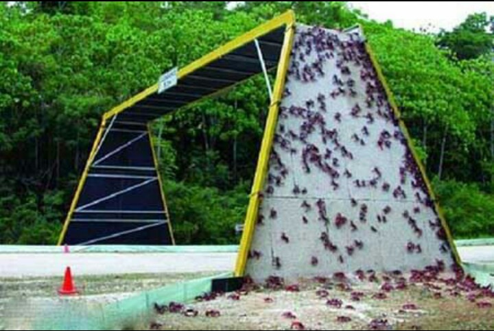 پل مخصوص عبور خرچنگ ها بر روی خیابان در استرالیا