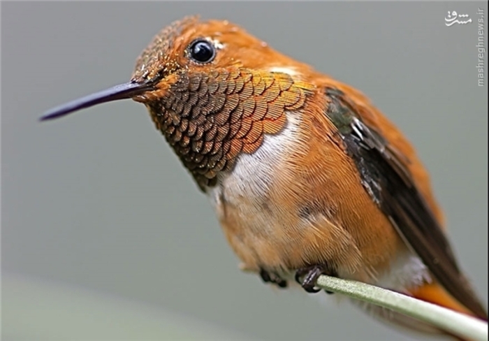کوچک‌ترین پرنده جهان