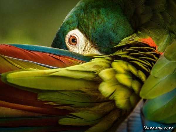 زیباترین عکس از پرنده طوطی ، تصاویر ، تصویر روز