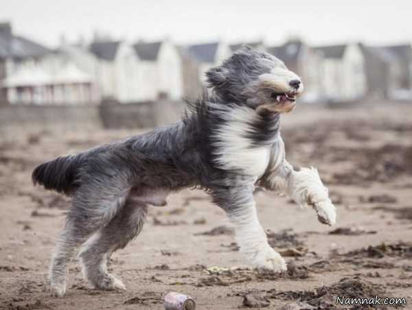 دویدن سگ در باد ، تصاویر ، تصویر روز