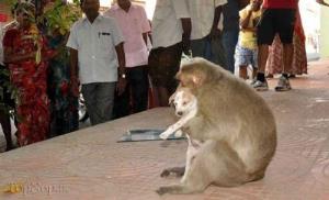 4گوشه دنیا/ ابراز محبت یک میمون به یک سگ کوچک